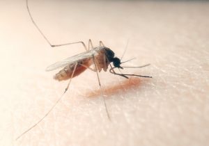 zanzara culex pipiens
